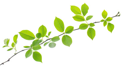 Obraz premium Twig with green leaves isolated on white background ,Fresh curry leaves isolated on white background