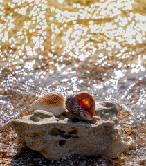Shells on a stone on the sand near the sea.