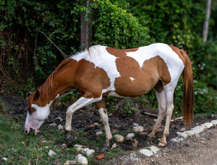 A horse eats grass near the road on a summer day.
