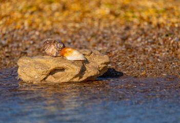 Shells on a stone on the sand near the sea water.