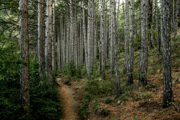 Fototapeta premium A path in the forest among the pines.