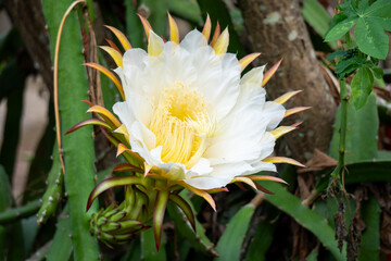 A large, white flower with yellow center, on a dragon fruit plant.
