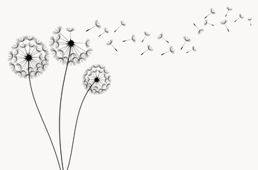 Flying dandelion seeds, vector icon. Vector isolated decoration element from scattered silhouettes.