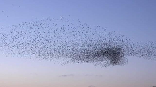 Birds flying in large flock around the sky as starling murmuration fills the skies with nature. Amazing natural spectacle of nature in England skies UK 4K