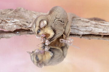 An adult sugar glider preying on a cricket. This mammal has the scientific name Petaurus breviceps.