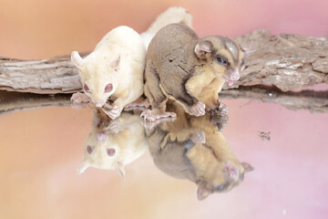 A pair of sugar gliders preying on a crickets. This mammal has the scientific name Petaurus breviceps.
