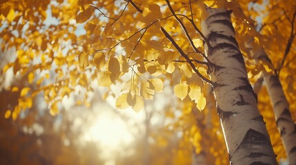 Golden leaves of birch trees glowing in the sunlight, with a cool breeze rustling them.