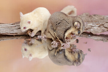 A pair of sugar gliders preying on a crickets. This mammal has the scientific name Petaurus...