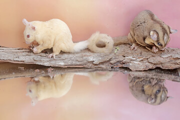 A pair of sugar gliders preying on a crickets. This mammal has the scientific name Petaurus breviceps.
