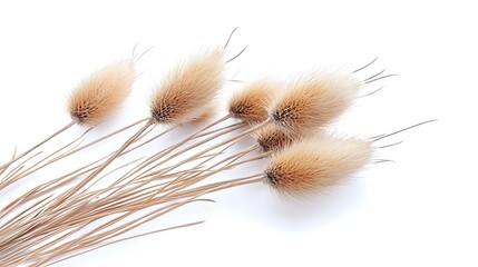 Obraz premium An elegant dried thistle displayed against a pristine white background, providing a striking visual for template designs. 