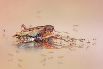 The carcass of a field cricket being eaten by a colony of red ants. This insect has the scientific name Gryllus campestris.