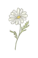 Vector color graphics chamomile flower with leaves. Linear drawing of daisy for design and decoration. Hand drawn linear drawing. Packaging, medicinal plant, drink, healthy tea.