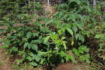 Wild raspberry bush leaves