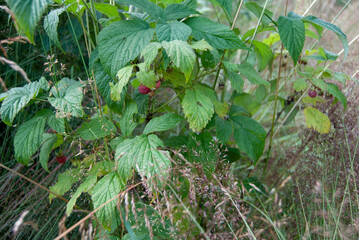 Wild raspberry bush with ripe raspberries