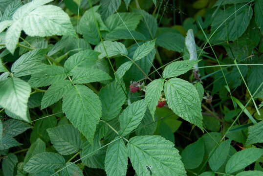 Wild raspberry bush with ripe raspberries