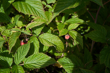 Branch of ripe and unripe wild raspberries
