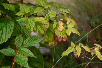 Branch of ripe and unripe wild raspberries