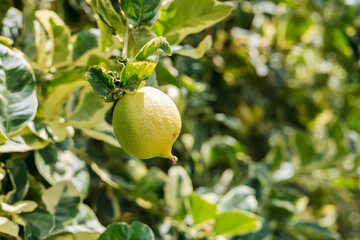 A Freshly Grown Green Lemon Hangs Irresistibly on a Lush Tree, Surrounded by Vibrant Leaves,...