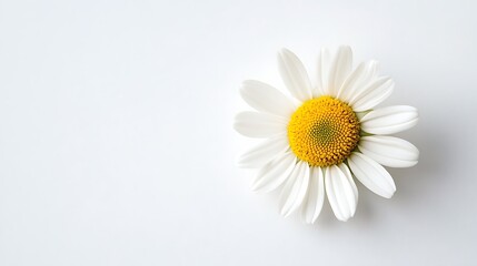 Obraz premium A graceful single dried daisy positioned on a white backdrop, perfect for use in clean, modern templates. 