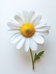 Obraz premium A graceful single dried daisy positioned on a white backdrop, perfect for use in clean, modern templates. 