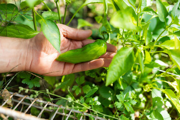 Close up farmer hand harvesting fresh organic green bell pepper in farm, agricultural concept