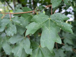 Leaves of Field Maple (Acer campestre)