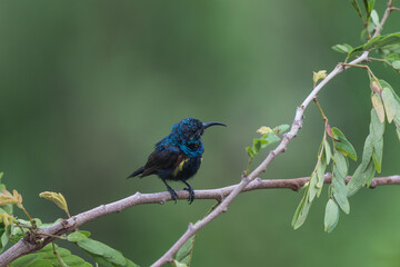 Purple Sunbird (Cinnyris asiaticus) perched on the tree branch. The Purple sunbird is a small bird found mainly in South and Southeast Asia and parts of the Arabian peninsula.