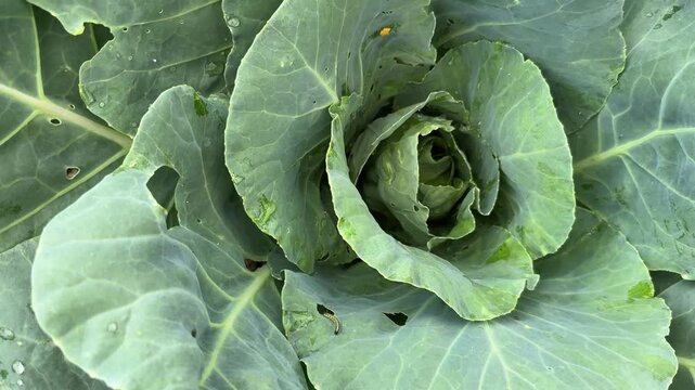 Cabbage white butterflies caterpillar, Pieris brassicae, with black markings, eating the leaves of a cabbage next to yellow eggs.