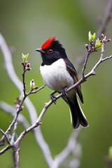 Vibrant red-crested bird perched on branch