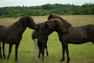 Obraz premium horses on a farm pasture