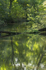 Quiet place by the lake, with branches reflecting in the water and surrounded by trees, peaceful...