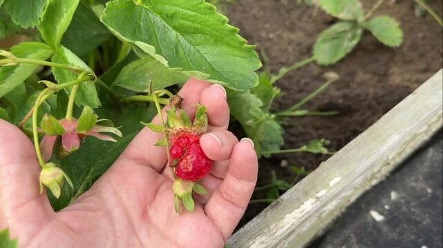Deformed Strawberry or nubbins also known as button berries on the plant in the garden. Caused by frost damage or nutrient deficiencies.