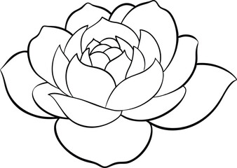 Peony Blooming Beauty Vector Art for Floral Designs and Decorations
