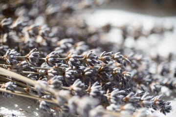 Dry lavender, bouquet of dried lavender close up