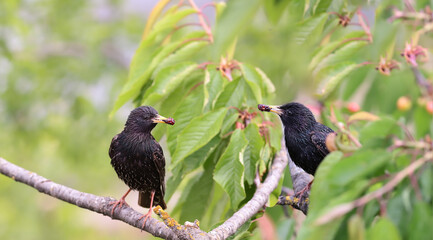 A pair of starlings sit on branches with treats for children...