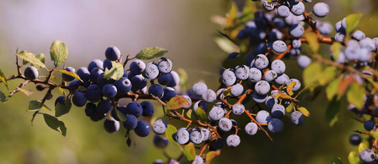 
Autumn  thorn branches with blue fruits on a blurred background