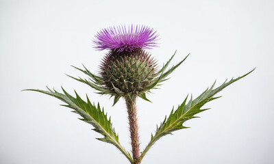 A single purple thistle blooms against a white background