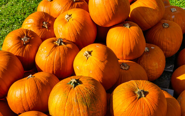 Kürbisse in Sonnenlicht