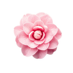 Beautiful pink camellia flower on a transparent background