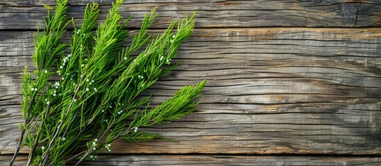 Horsetail Herbal Plants On Aged Bright Wooden Table