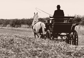 Vintage Black and White Photo of Horse and Carriage