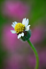 Close-up of a single delicate white wildflower with a yellow center and soft petals, set against a blurred pink and green background