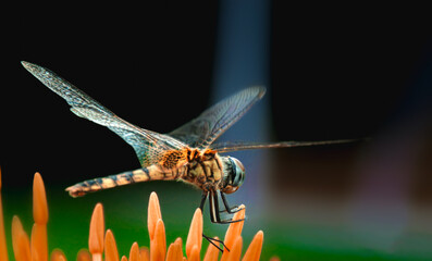 A close-up of a dragonfly perched gracefully on a flower, highlighting its intricate wings and delicate body.