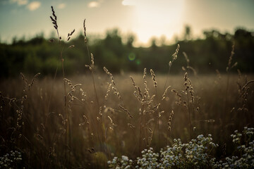 sunrise in the field