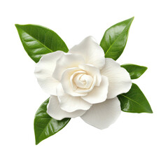 Fototapeta premium Elegant white gardenia flower with green leaves
