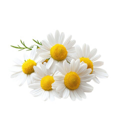 Fototapeta premium Fresh daisies arranged beautifully on a white background
