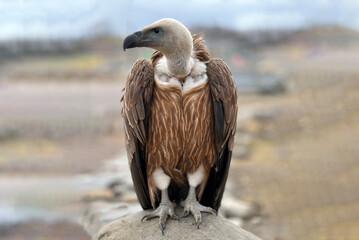A vulture bird on a stone, a portrait of a bald vulture on the edge of a cliff, a strong beak of a bird that tears up food, a large bird of prey and waits for flight on large wings