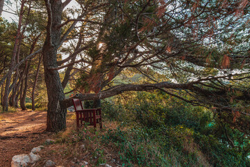 Krk A relaxing chair under a large pine tree on the shores of the Adriatic Sea