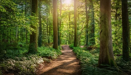 Tuinposter Bosweg A narrow dirt path meandering through a thick, green forest, with towering trees and shafts of sunlight breaking through the canopy, creating a peaceful and secluded atmosphere.  © chysakibahmed