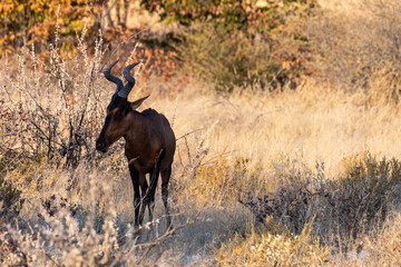 Closeup of a Red Hartebeest - Alcelaphus buselaphus Caama- also known as the Kongoni, or Cape Hartebeest on the plains of Etosha National Park, Namibia